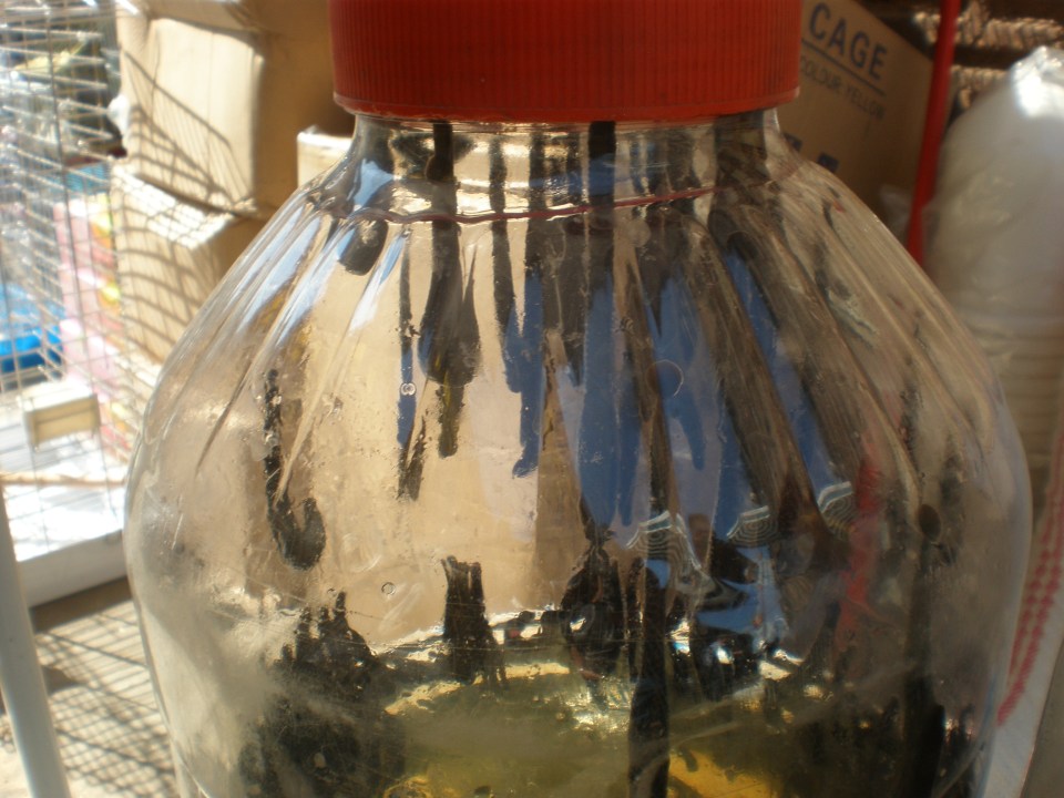 Lost at the Spice Bazzar or 'Leeches at the Pet Market'