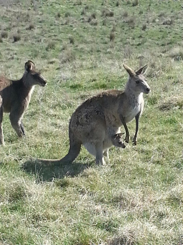 Kangaroo