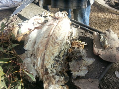 Barra is cooked! Barra is cooked!