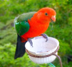 Thirsty parrot, Leura, Blue Mountains, NSW.