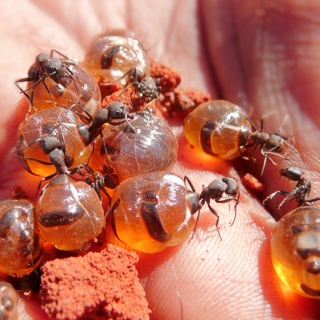 Honey ants