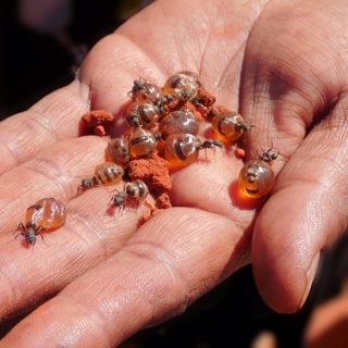 Honey ants