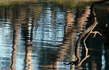 Image credit: Garry Benson