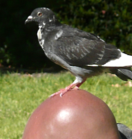 Image credit: Garry Benson