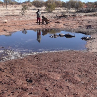 Impacts from feral camels