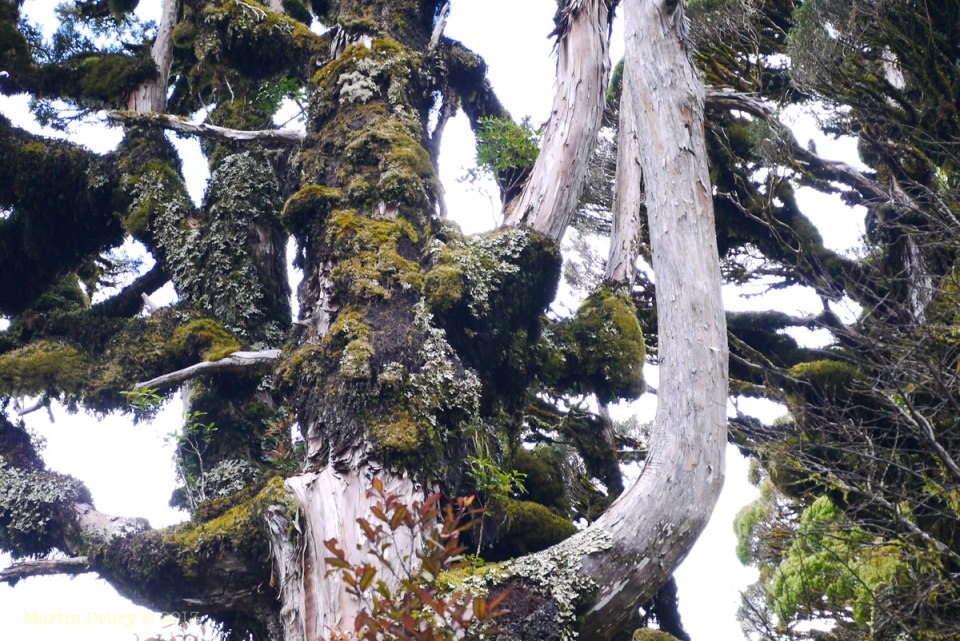 Amazing tree, Taranaki