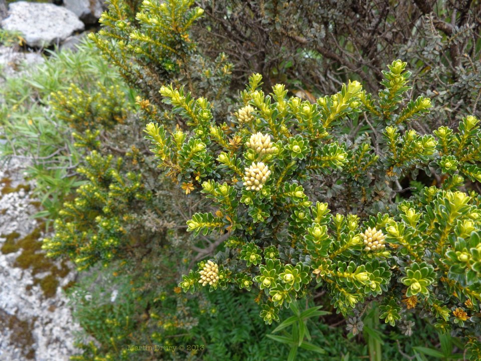 Low scrub, Taranaki.