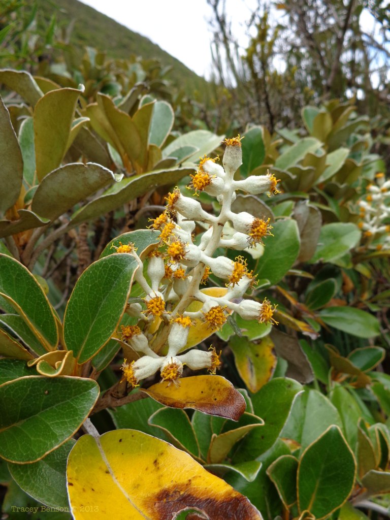 Local flora. Tracey Benson © 2013013