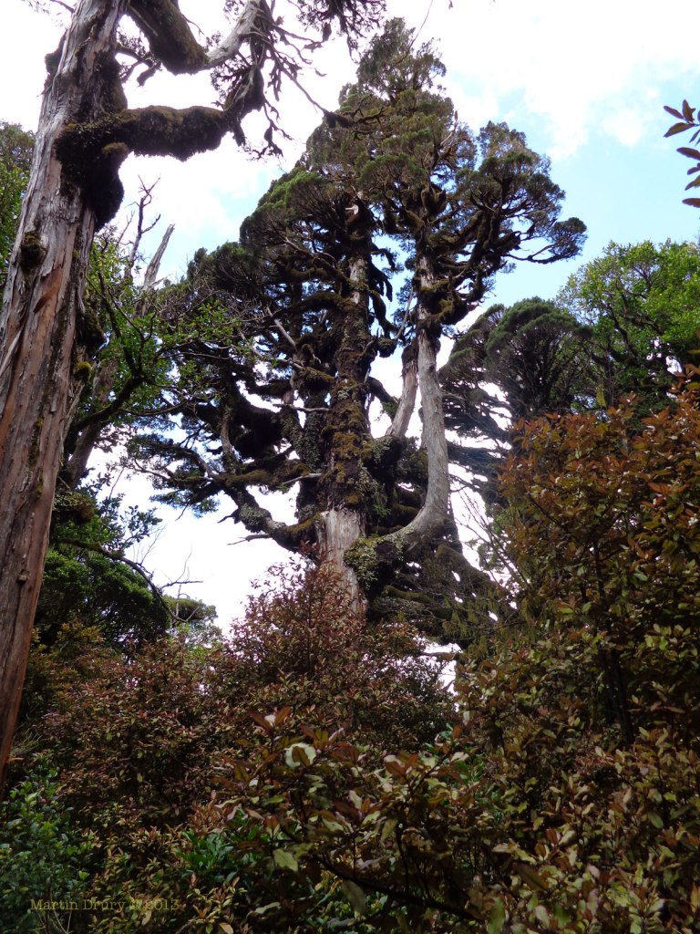 Deep in the forest. Martin Drury © 2013