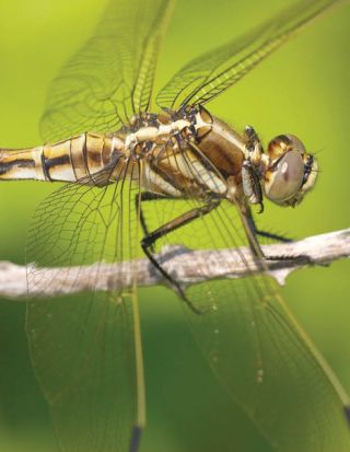 © Father Petros Kipouros