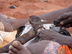 Cooking kangaroo tail