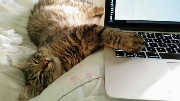 Oscar helping us out.