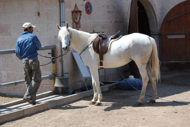 ‘Land of the Beautiful Horses,’ Sevda posing, Akhal-Teke Ranch, 2008.