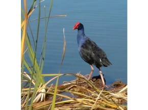Water birds, Image Credit: http://www.virtualtourist.com/travel/Australia_and_Oceania/Australia/State_of_New_South_Wales/Queanbeyan-1870820/TravelGuide-Queanbeyan.html