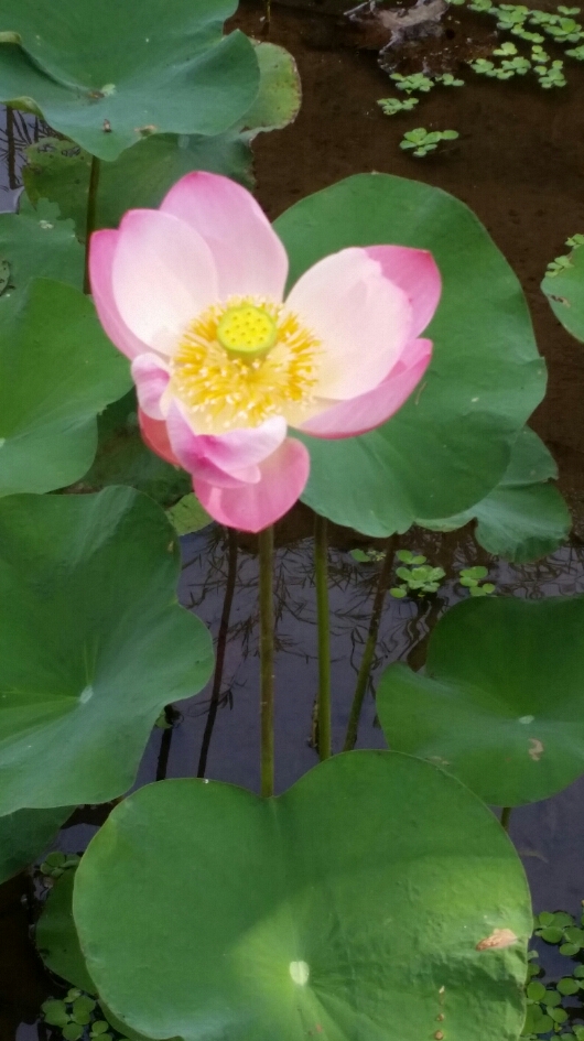 Alam Jiwa © Tracey Benson 2104