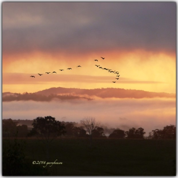 © Garry Benson 2014