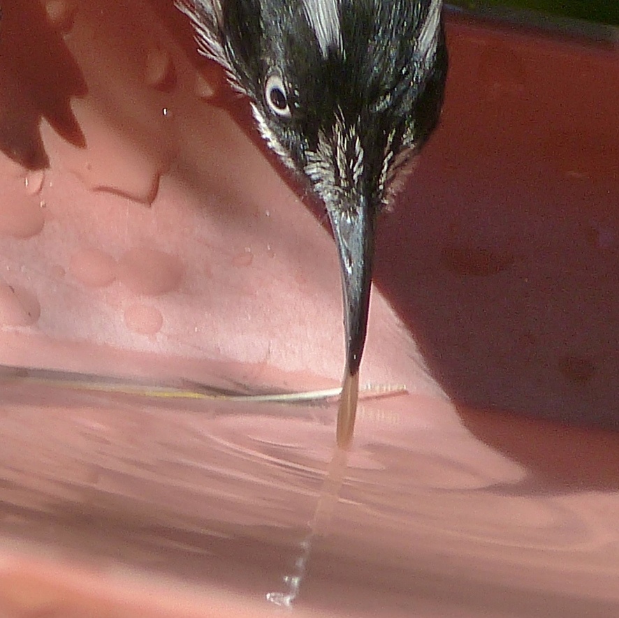 © Garry Benson 2014