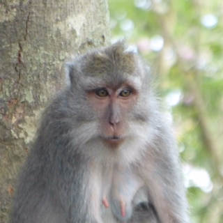 Image Credit © Garry Benson