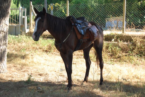 Anadolu finds some shade