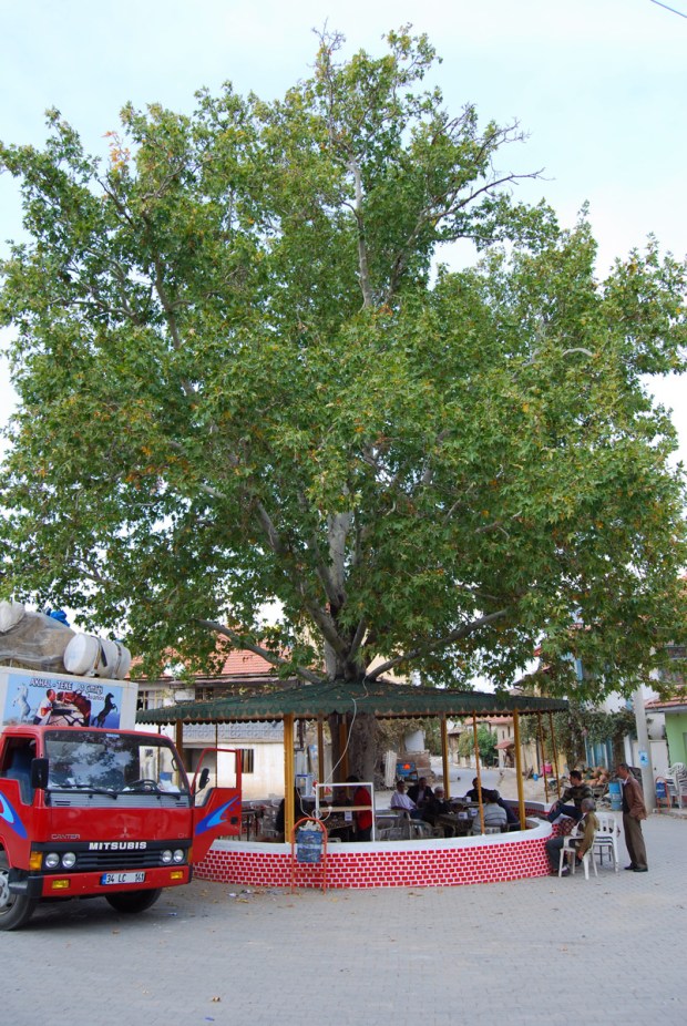 Magnificent plane tree hosting a tea house, Erdoğmuş, 2009.