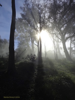 Feature Image - Canberra Mist